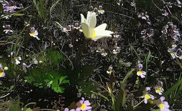 Orto Botanico Monte Baldo